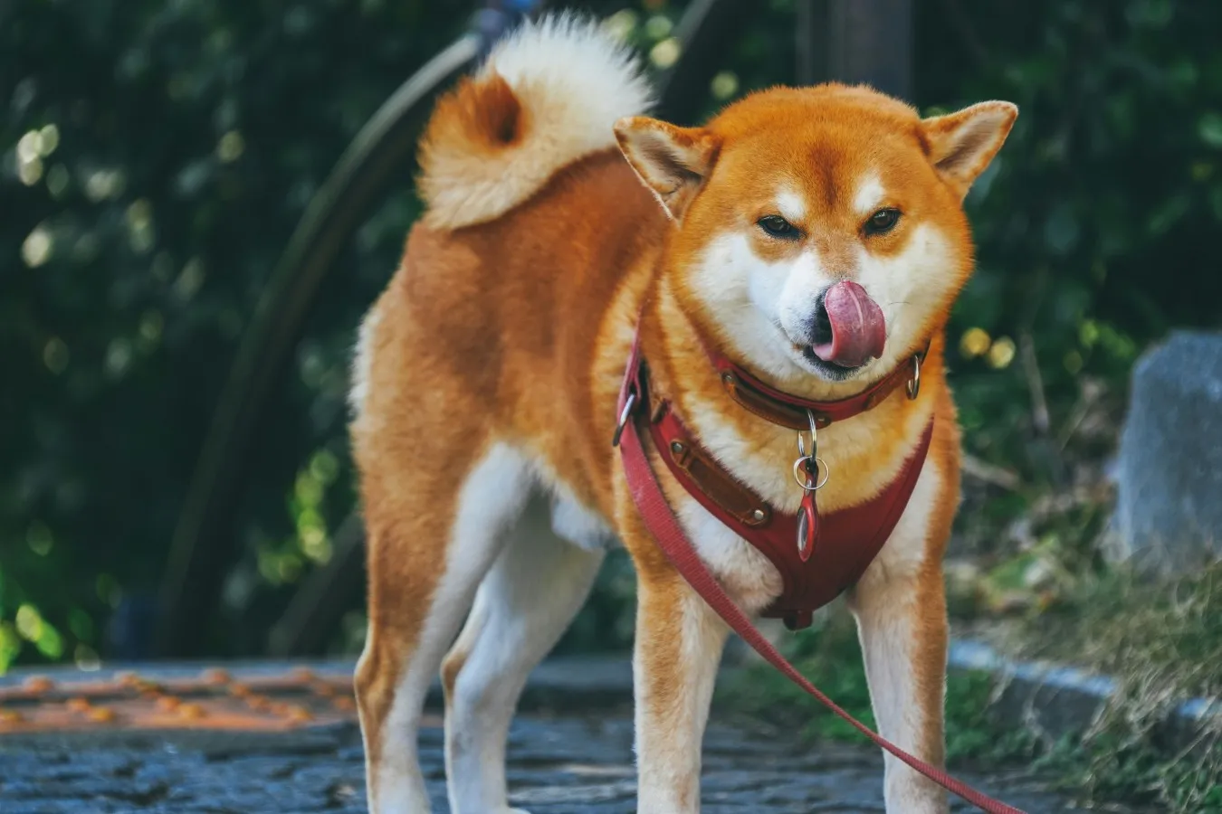 Akita
