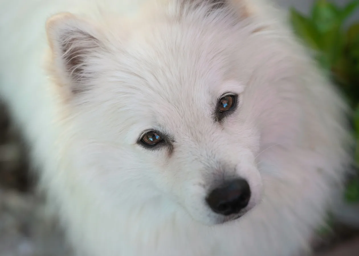American Eskimo Dog