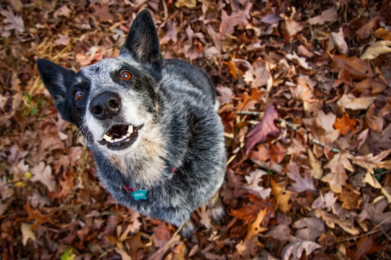 Australian Cattle Dog