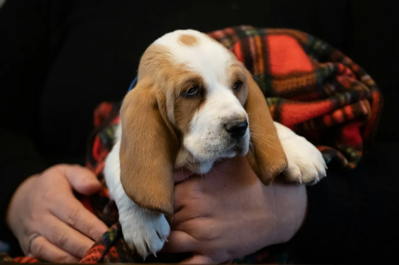 Basset Hound
