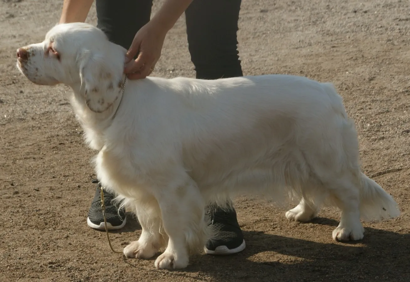 Clumber Spaniel