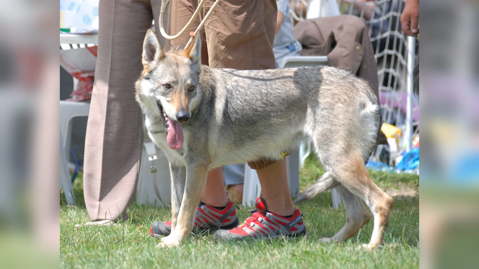 Czechoslovakian Vlcak