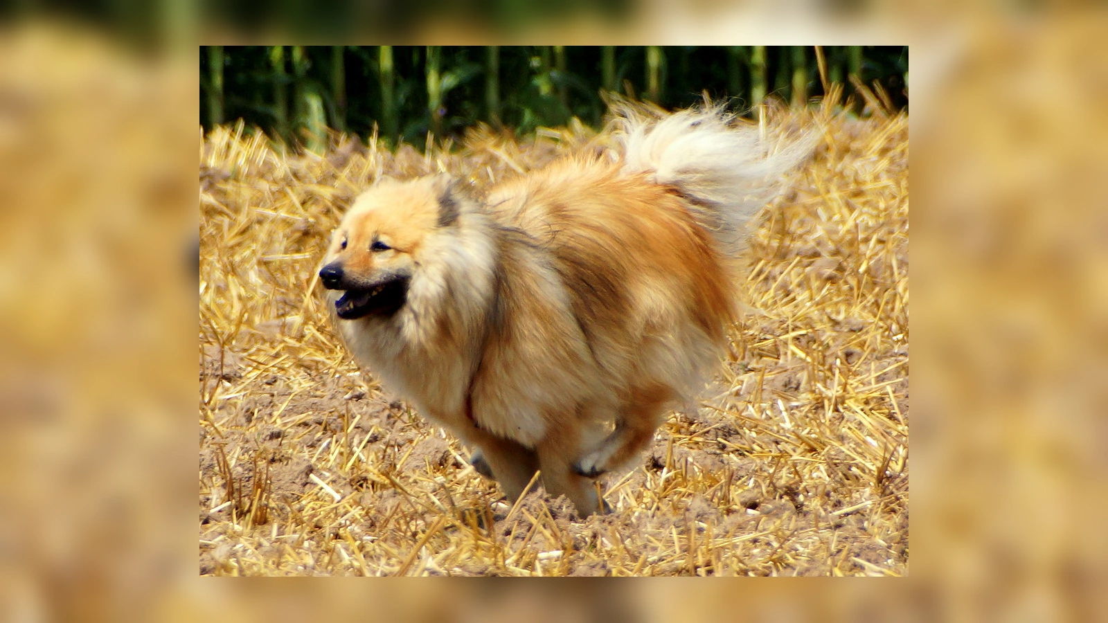 Eurasier