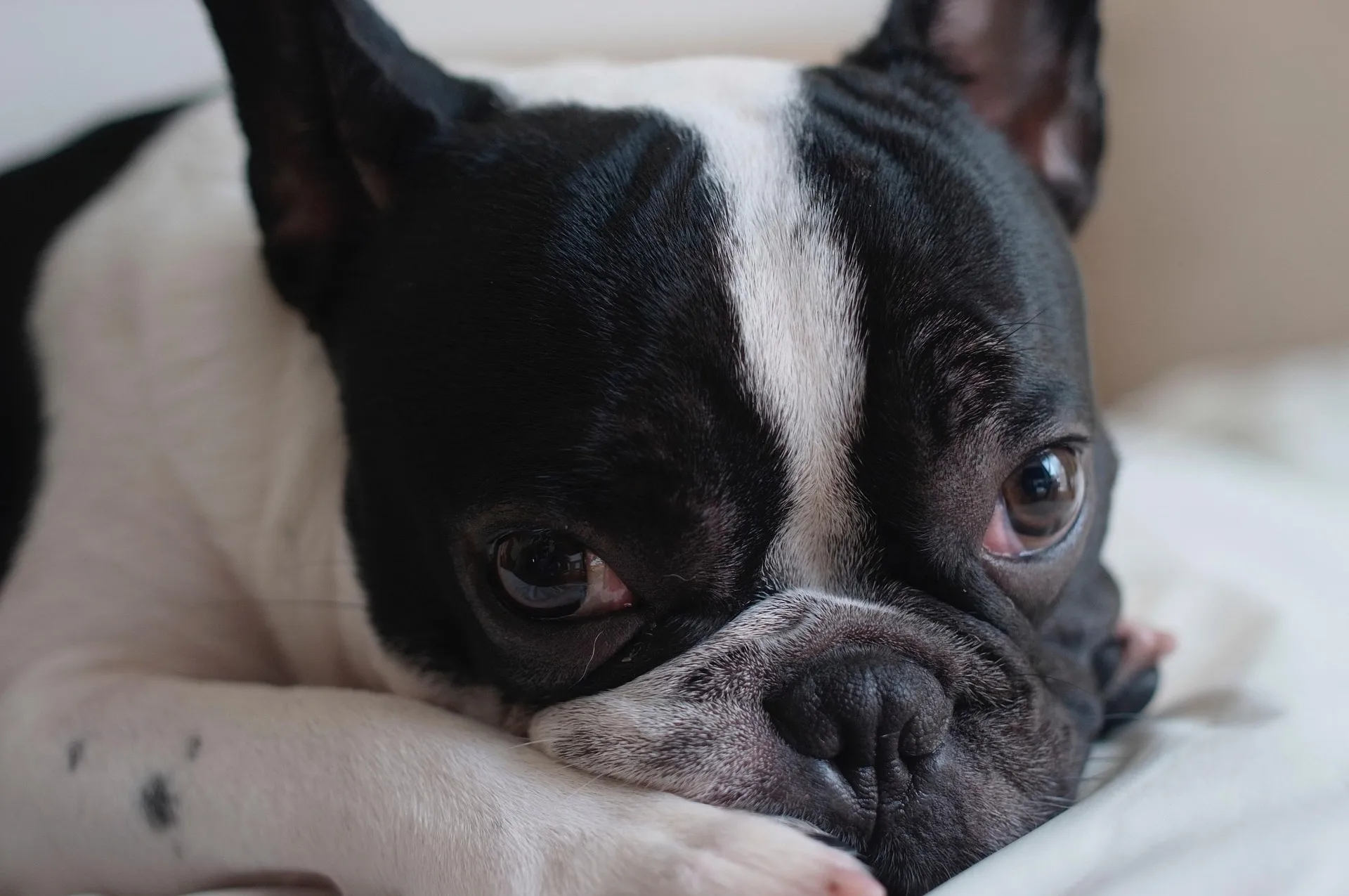 French Bulldog