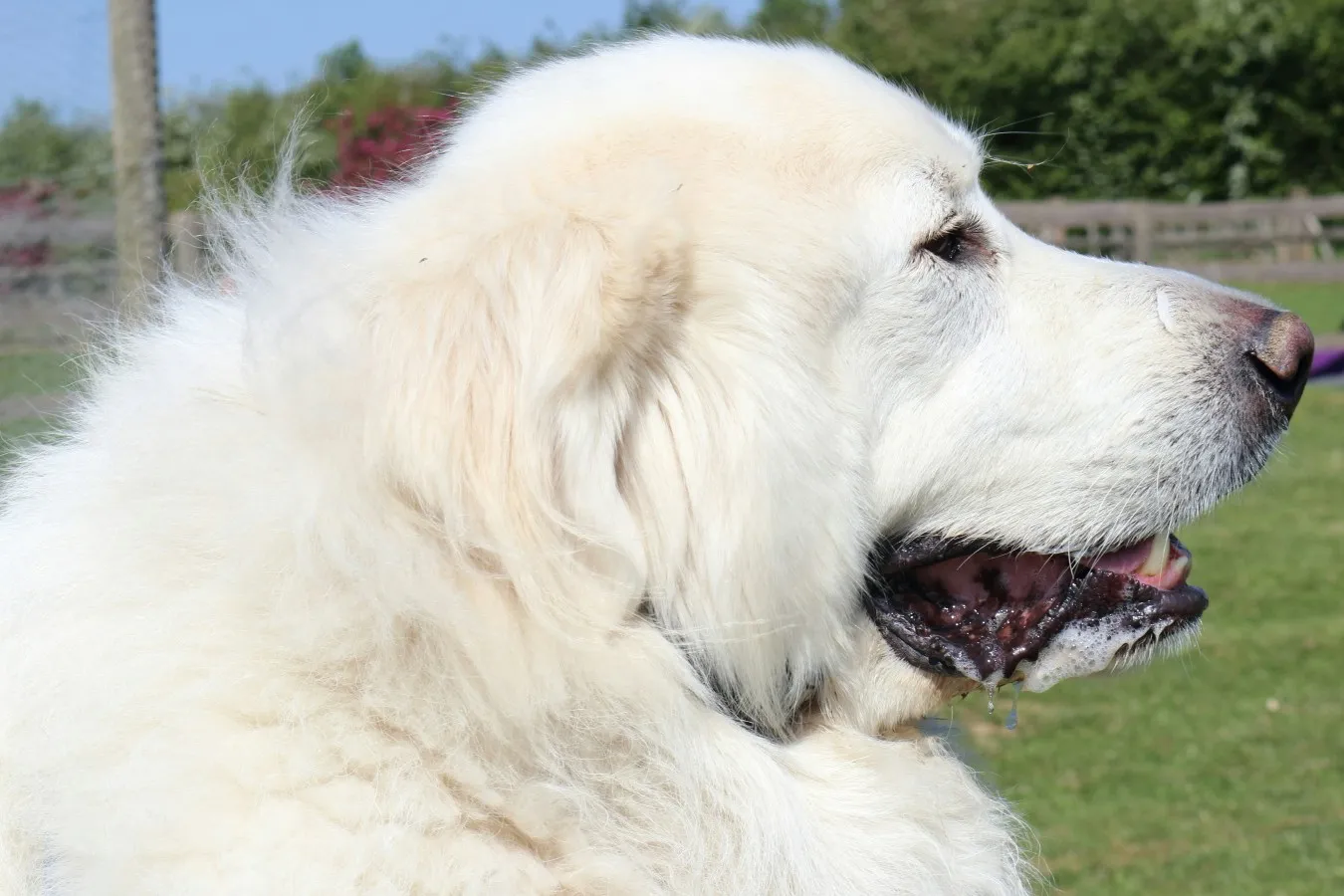 Great Pyrenees