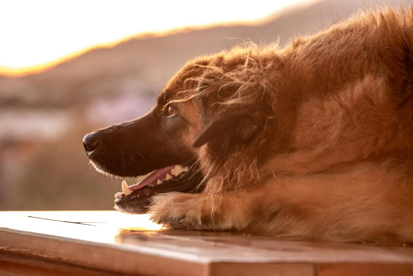 Leonberger
