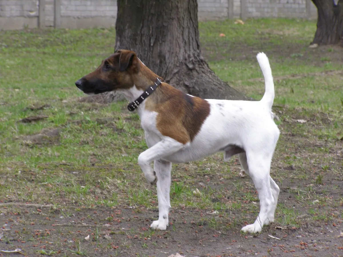 Smooth Fox Terrier