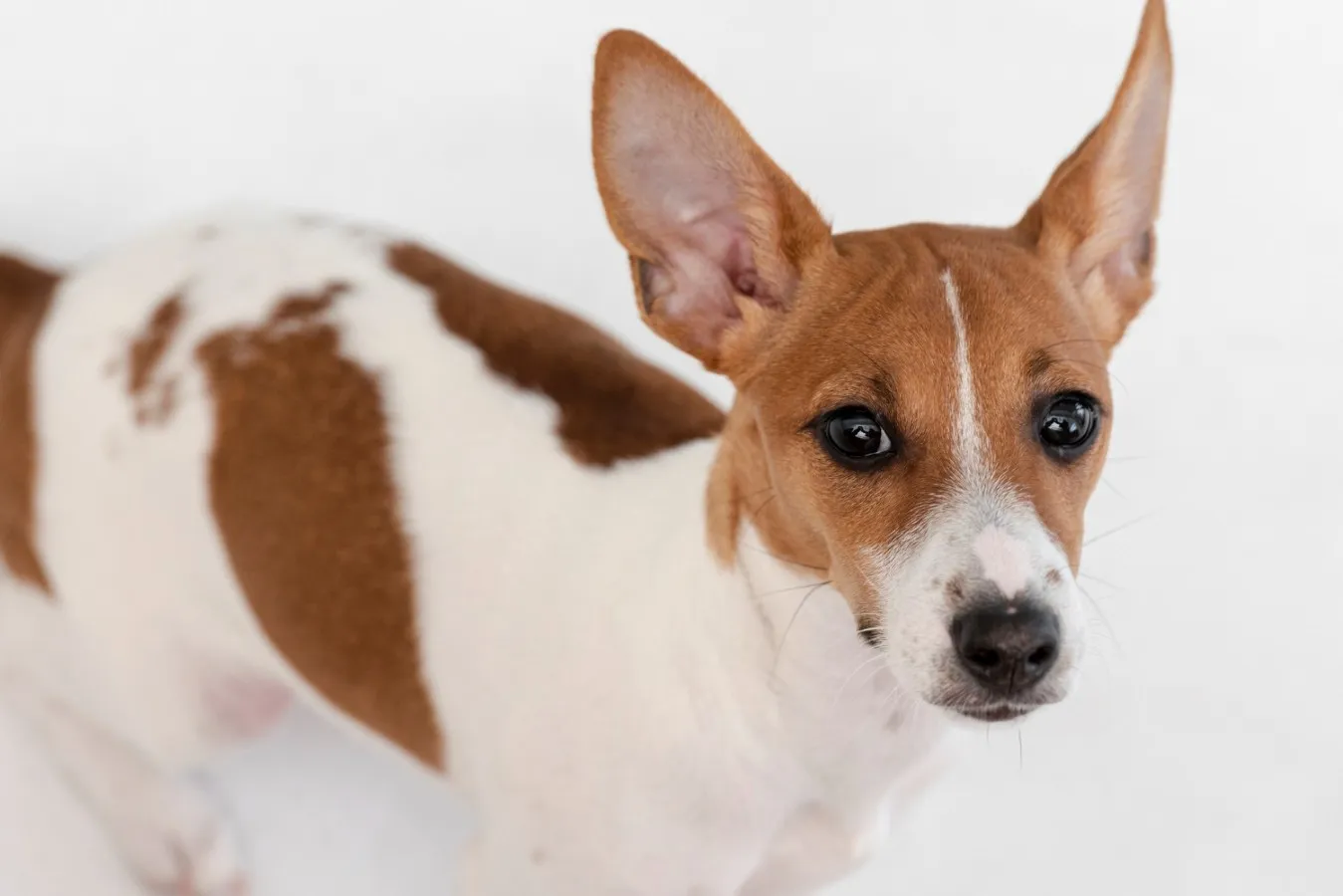 Toy Fox Terrier