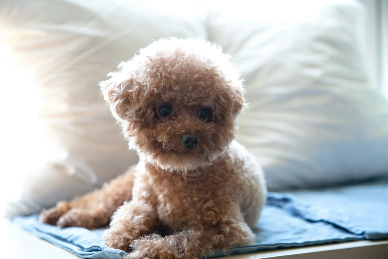 Toy Poodle