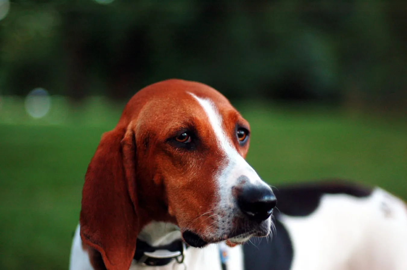 Treeing Walker Coonhound