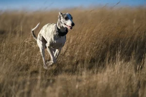 Whippet