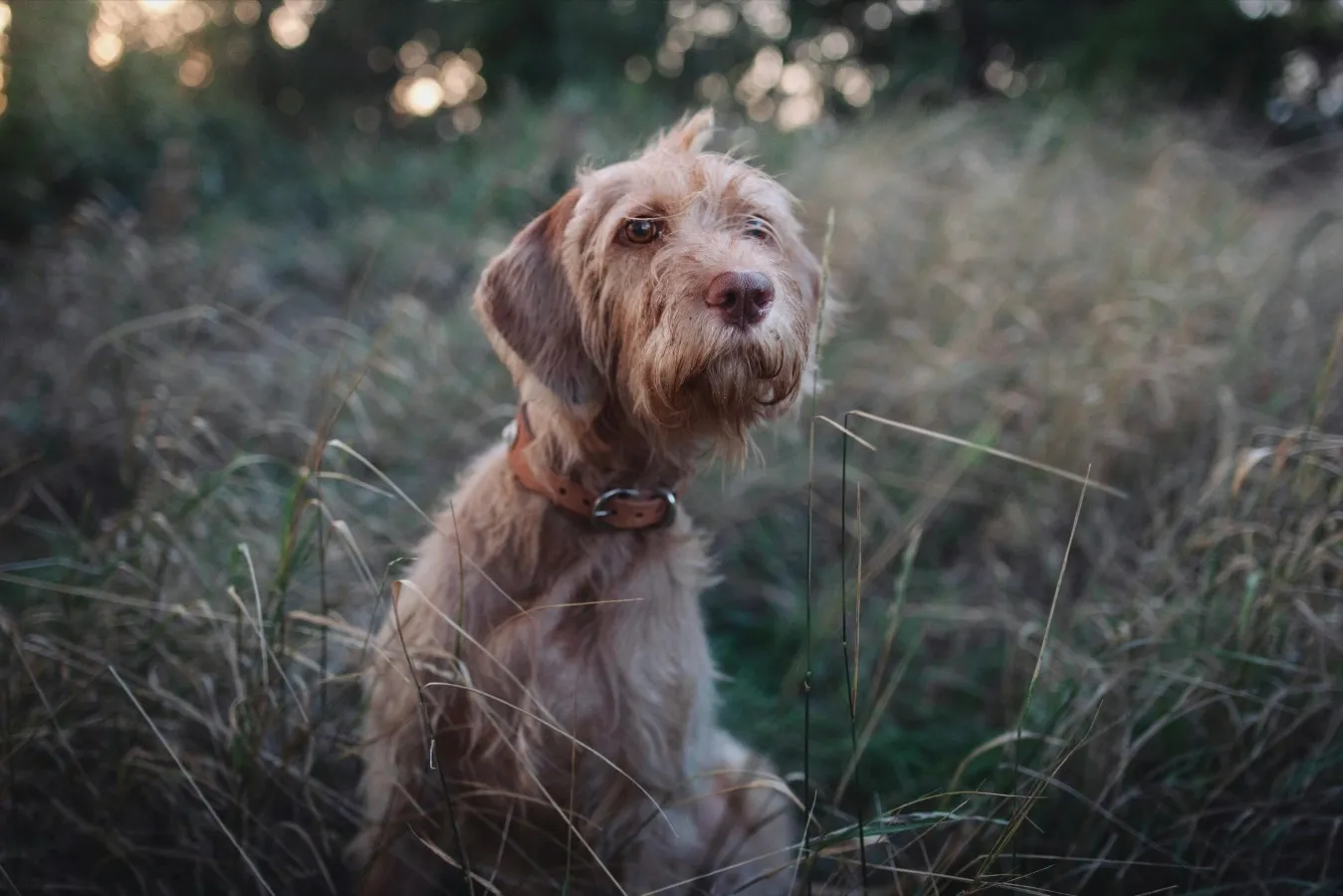 Wirehaired Vizsla
