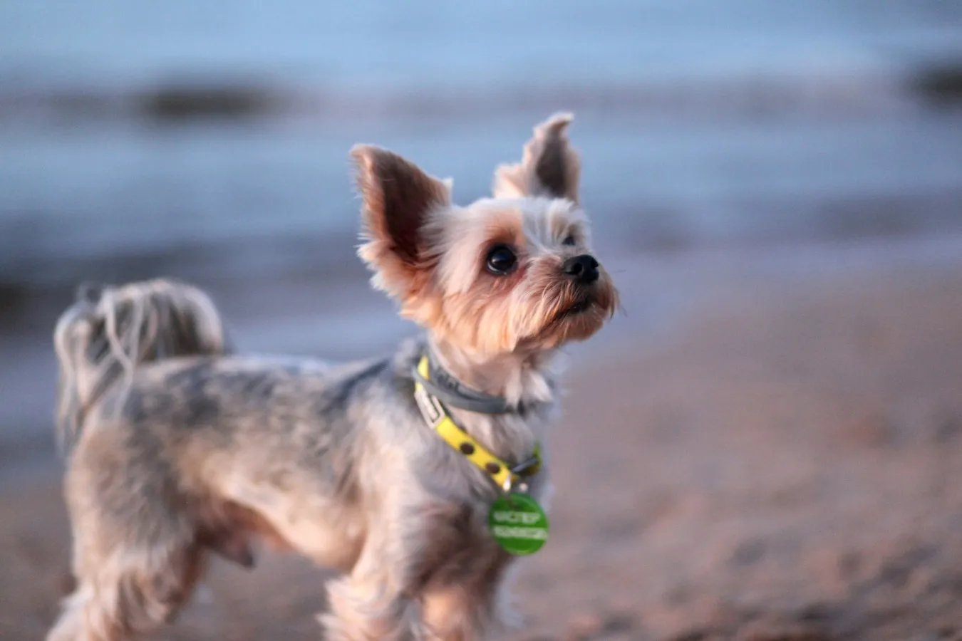 Yorkshire Terrier